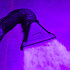 HeavyFog 2000-P + 1 an de liquide Evolite