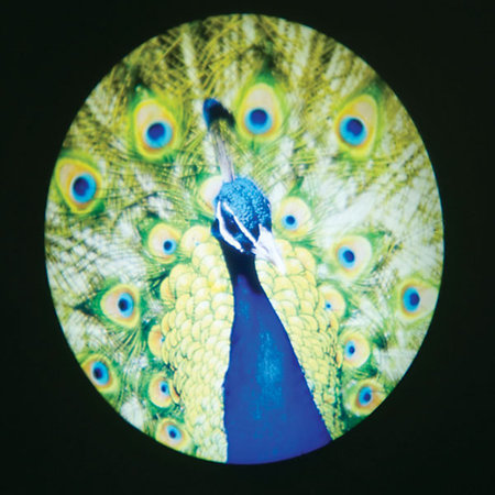 LED Gobo Projector Showtec