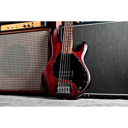 StingRay RAY5 Walnut Satin Sterling by Music Man
