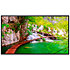 TH-65CQE2W 65'' 4K Panasonic